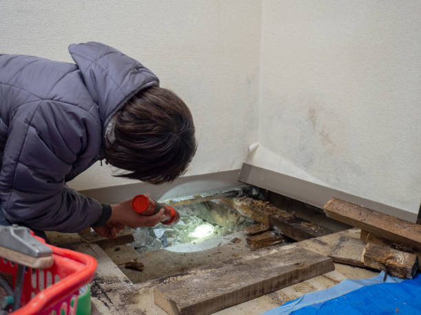 Best Forensic Mold Investigation  in Texanna, OK